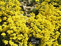 Corbeille d'or - Aurinia Saxatilis (ss esp Saxatilis)(fam. Brassicacees)(Europe cent. & ori.)(1) (Photo F. Mrugala)